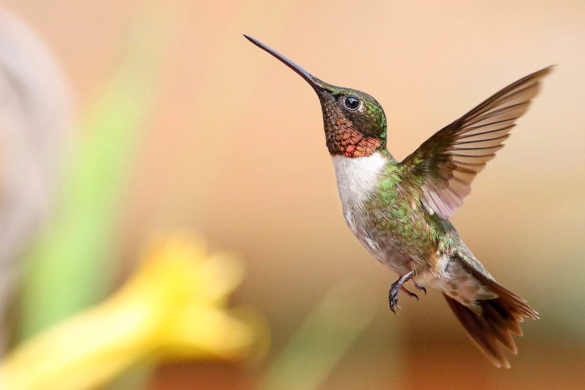 ¿Por qué han desaparecido mis colibríes?