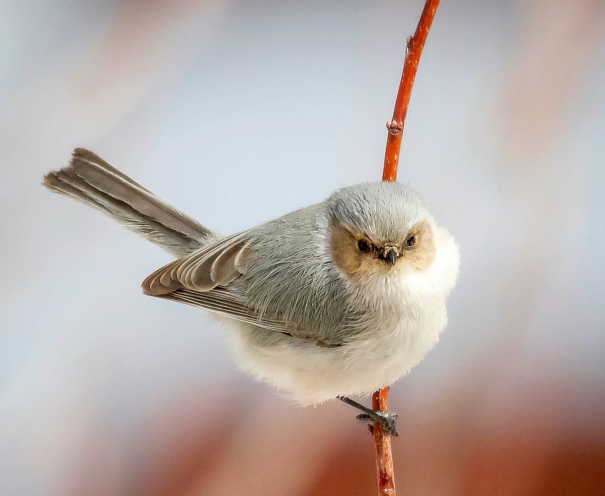 Pregúntele a los expertos: cómo identificar un pájaro Bushtit