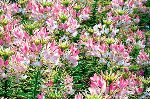 10 flores galardonadas que los colibríes adoran