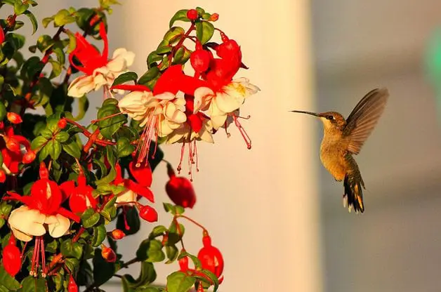 Usar flores de néctar para atraer colibríes