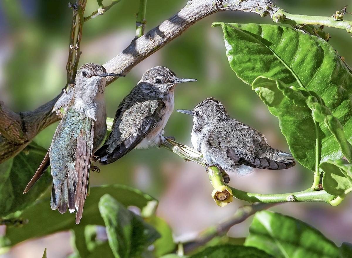 Los colibríes de Costa me ayudaron a sobrevivir la pandemia