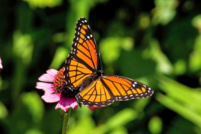 Conoce a Garden Royalty: la mariposa virrey