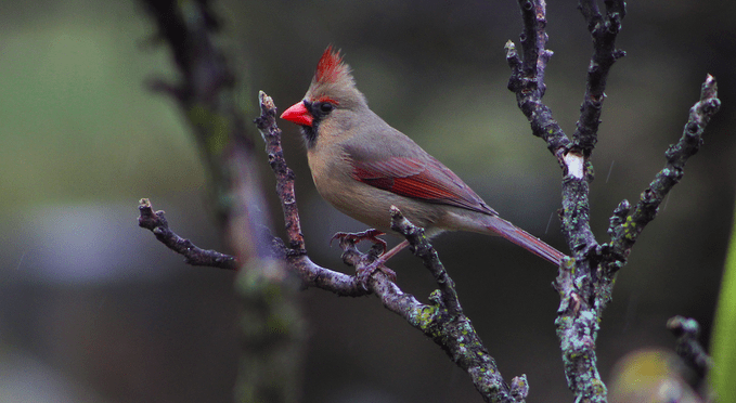11 datos interesantes sobre el pájaro cardenal que debes saber