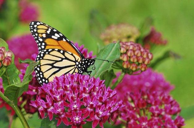 11 tipos de mariposas que vale la pena conocer