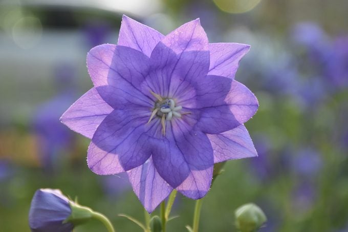 12 hermosas flores azules para cada jardín