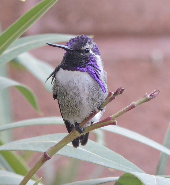 14 preguntas sobre comederos para colibríes respondidas por expertos