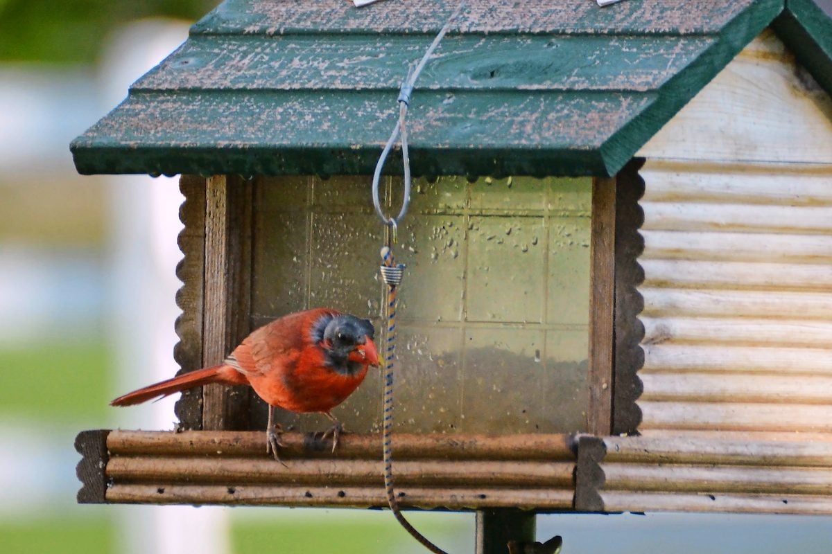 Muda de aves: por qué mudan las aves y cómo detectarlas