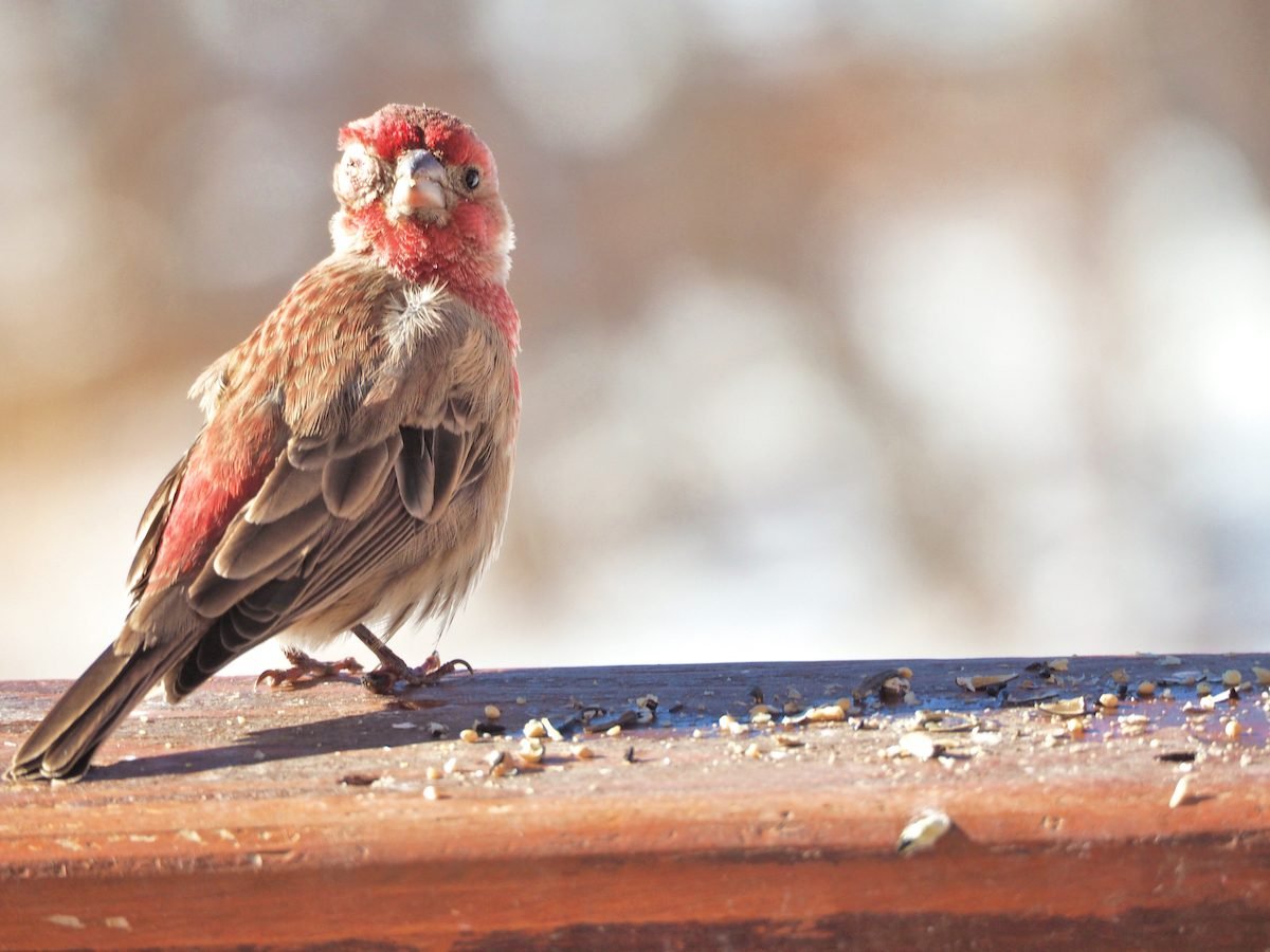 Actualización sobre las enfermedades de las aves silvestres: se levantan las restricciones de alimentación