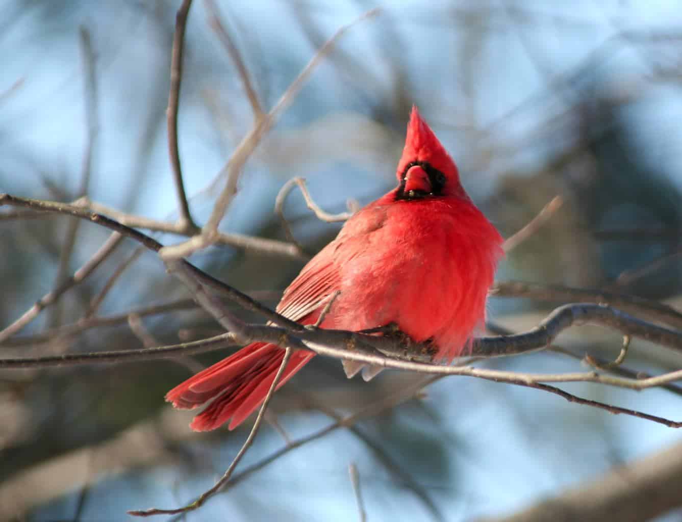 15 Aves Impresionantes Que Verás En El Estado De Los Grandes Lagos