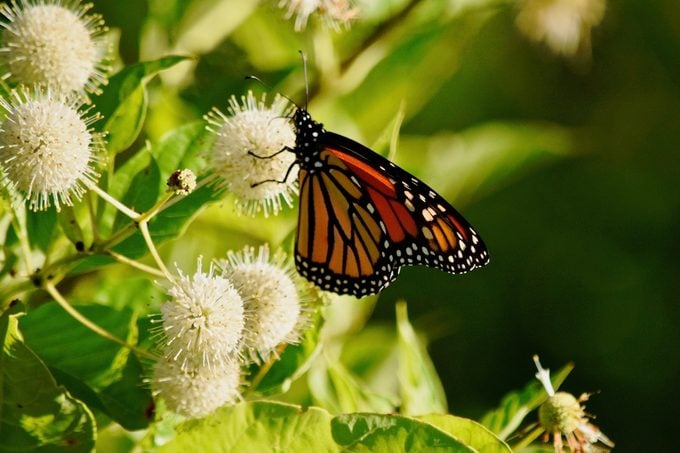 Cultive Buttonbush para atraer mariposas y polinizadores