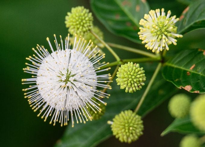 Cultive Buttonbush para atraer mariposas y polinizadores