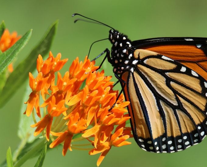 Cultive hierba de mariposa nativa para las monarcas