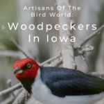 Artesanos del mundo de las aves: pájaros carpinteros en Iowa