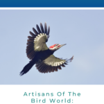Artesanos del mundo de las aves: pájaros carpinteros en Iowa