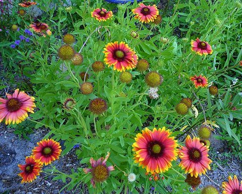 Native Blanketflower cubrirá los jardines en colores llamativos