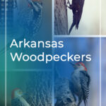 8 tipos de pájaros carpinteros en Arkansas