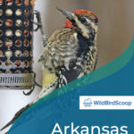 8 tipos de pájaros carpinteros en Arkansas