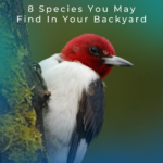 8 especies que puedes encontrar en tu jardín