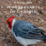 8 pájaros carpinteros imperdibles en Georgia