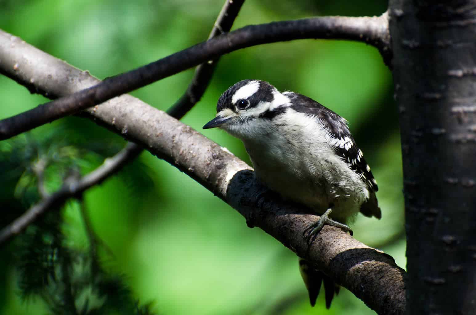 8 pájaros carpinteros imperdibles en Georgia