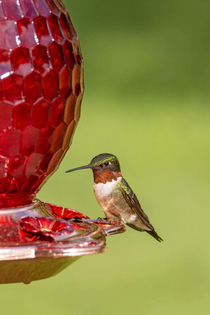 Cómo limpiar su comedero para colibríes