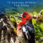 13 especies dentro del estado