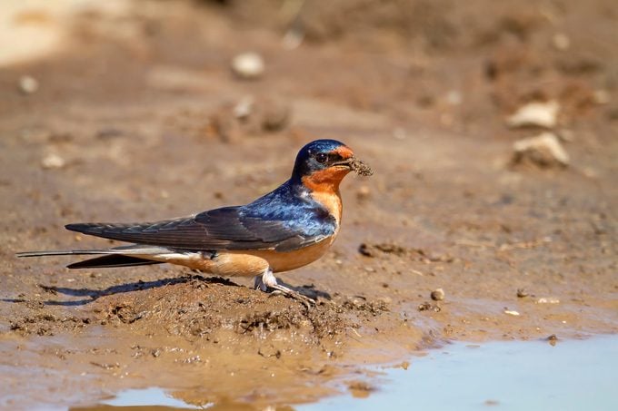 Cliff Swallow vs Barn Swallow: Encuentra las diferencias