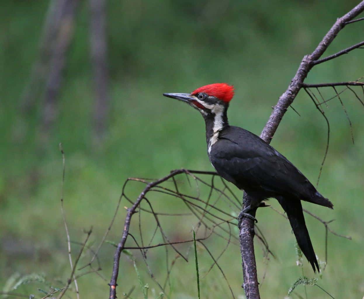 Pájaros carpinteros en Florida: 10 especies que puedes encontrar