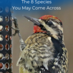 Las 8 especies con las que te puedes encontrar