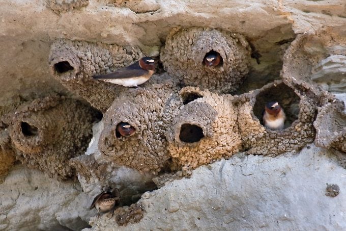 Tipos de nidos de golondrinas y hábitos de anidación