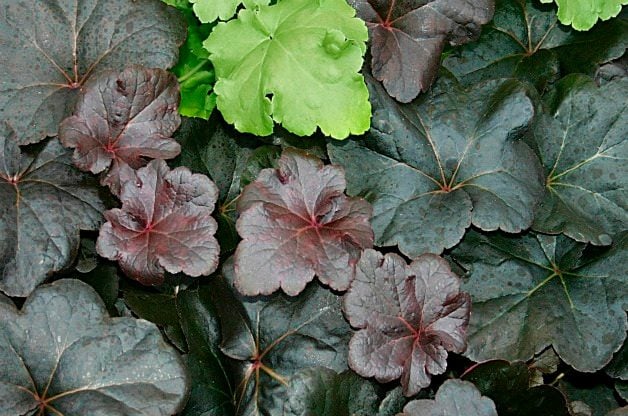 Las 10 mejores plantas anuales y perennes negras