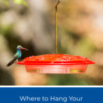 Dónde colgar el comedero para colibríes: la guía definitiva
