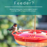 Dónde colgar el comedero para colibríes: la guía definitiva