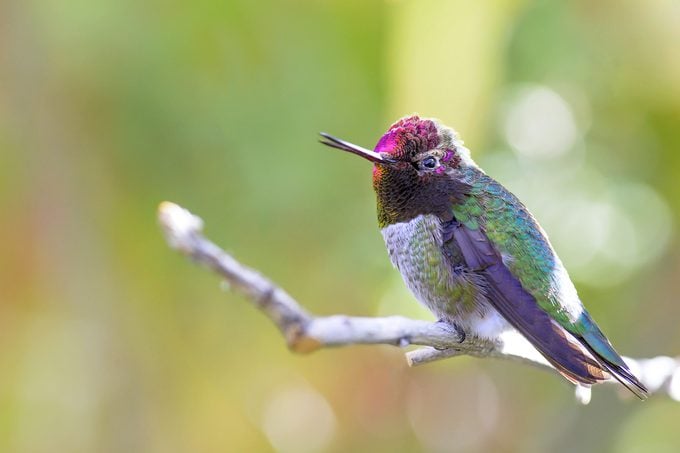Sonidos de colibrí: ¿los colibríes cantan?