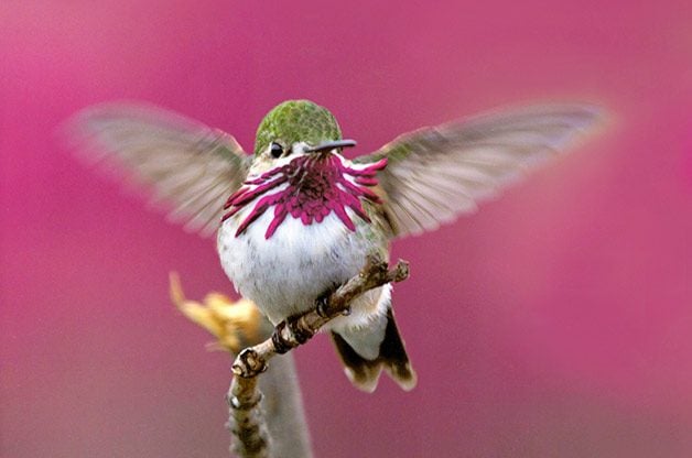 Sonidos de colibrí: ¿los colibríes cantan?