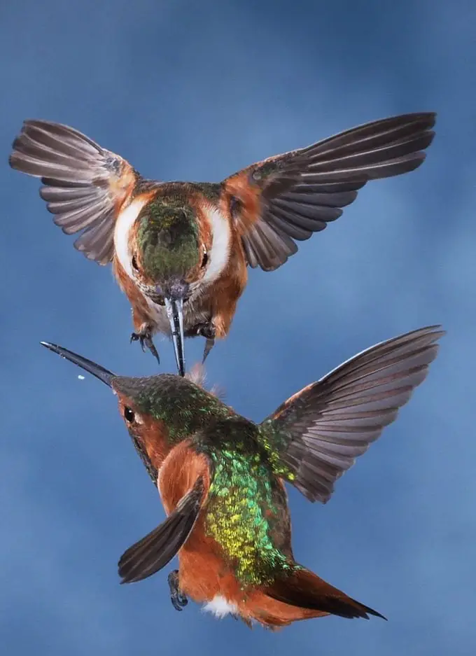¿Los colibríes son territoriales en comederos y flores?