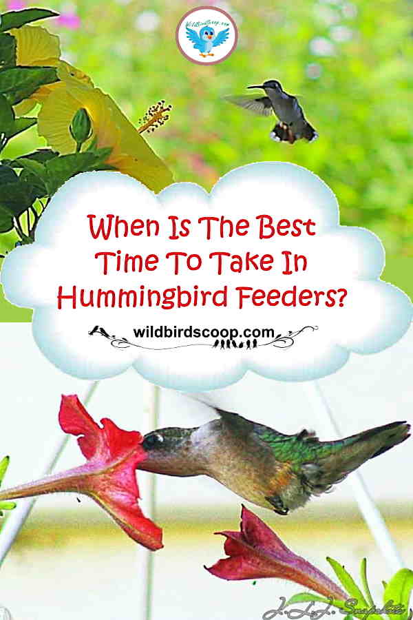 ¿Cuándo desmonto mi comedero para colibríes para el invierno?