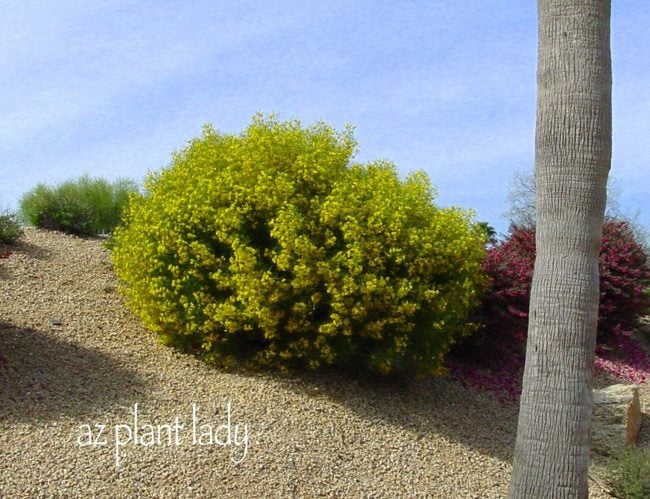 6 plantas florecientes del desierto a pleno sol para crecer