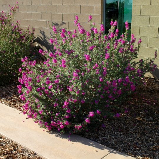 6 plantas florecientes del desierto a pleno sol para crecer