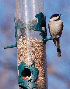 Cómo funcionan los comederos tubulares para pájaros y cómo elegir el adecuado