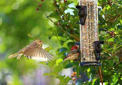 Cómo funcionan los comederos tubulares para pájaros y cómo elegir el adecuado