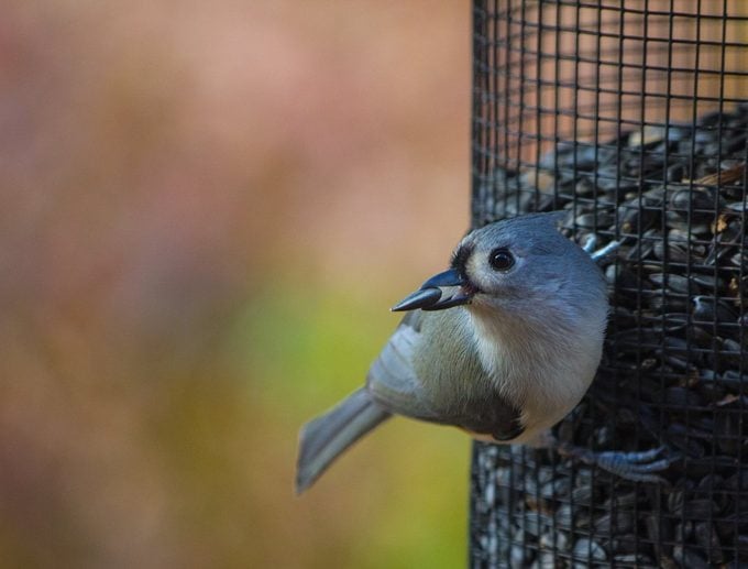 5 alimentos que debes alimentar a las aves en invierno