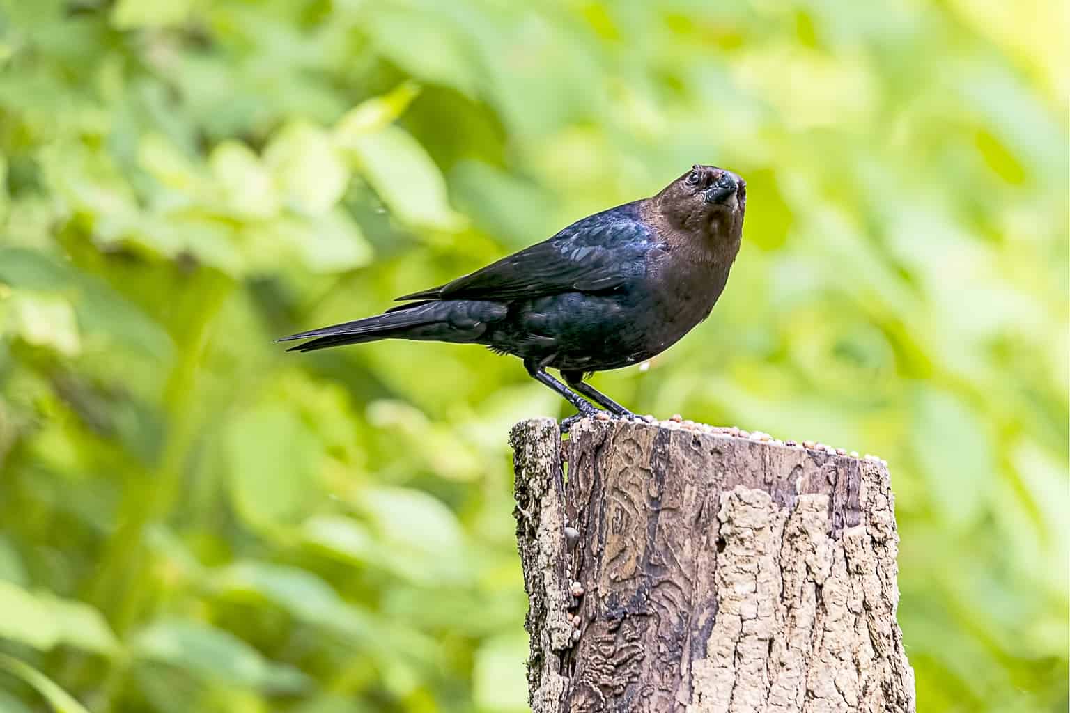 Los hábitos de anidación de las aves silvestres (Detalles + Preguntas frecuentes)