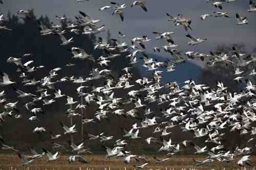 Rutas migratorias de aves - 4 rutas para aves migratorias
