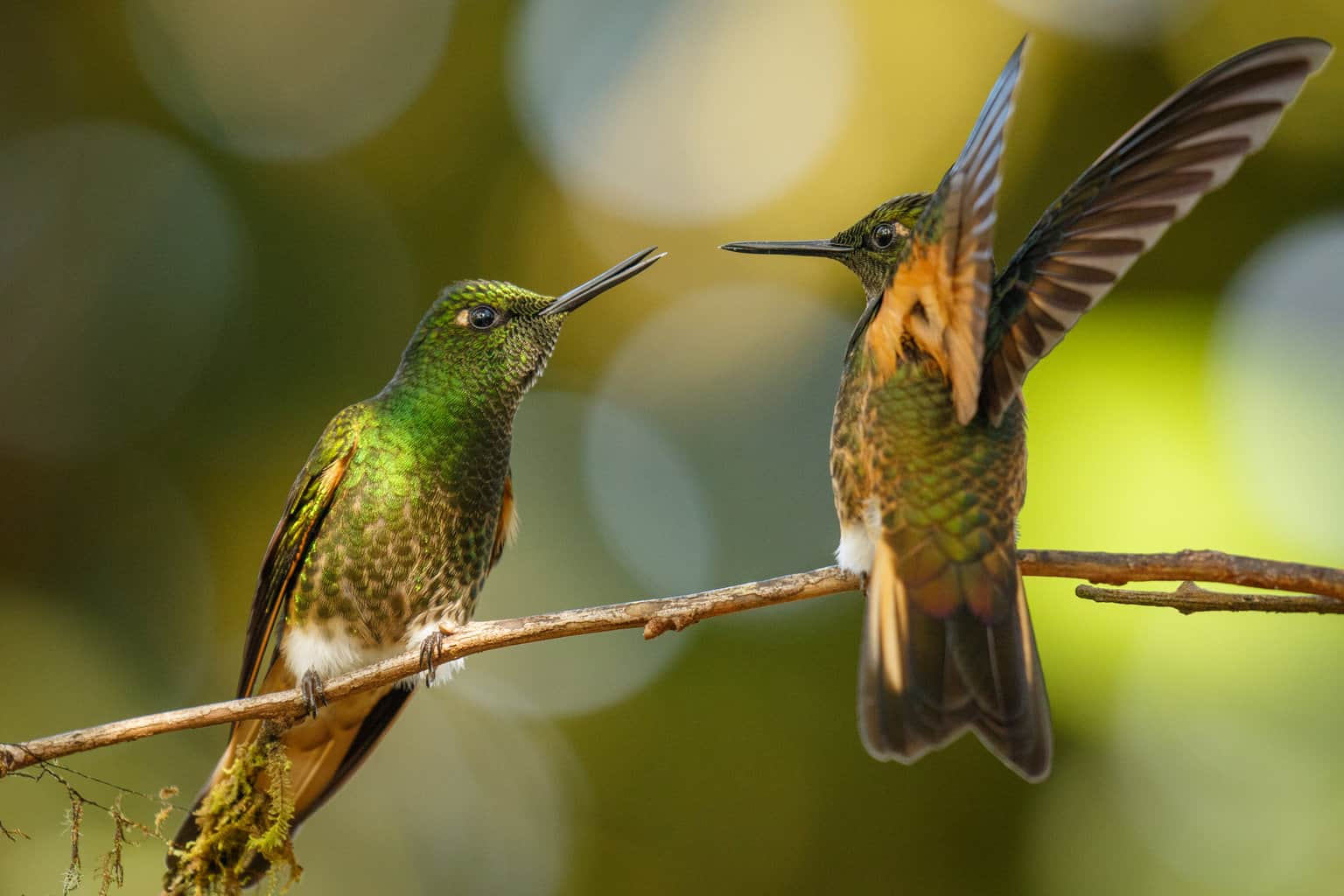 ¿Los colibríes son territoriales? ¡Sigue leyendo para averiguarlo!