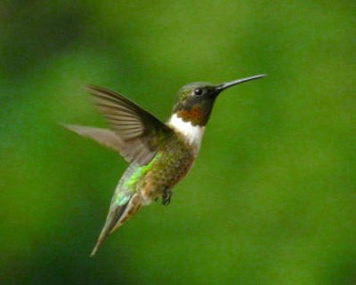 Las rutas migratorias de los colibríes son caminos bien transitados