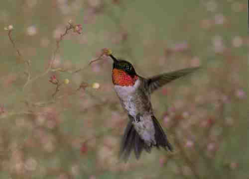 Las rutas migratorias de los colibríes son caminos bien transitados