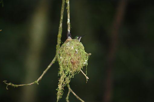 Los nidos de colibrí son los nidos más pequeños del mundo