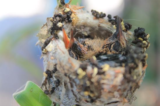 Los nidos de colibrí son los nidos más pequeños del mundo