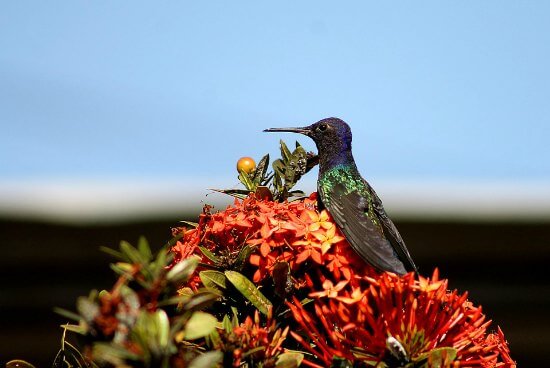 Las plantas de colibrí atraen a las aves, especialmente si son flores silvestres